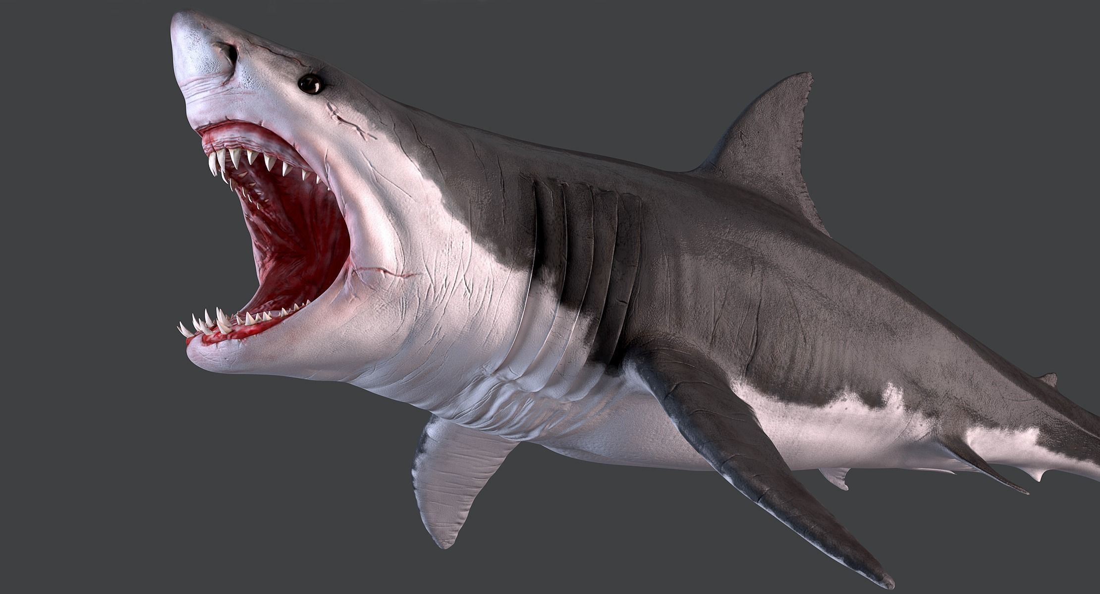 White Shark 3D model_11