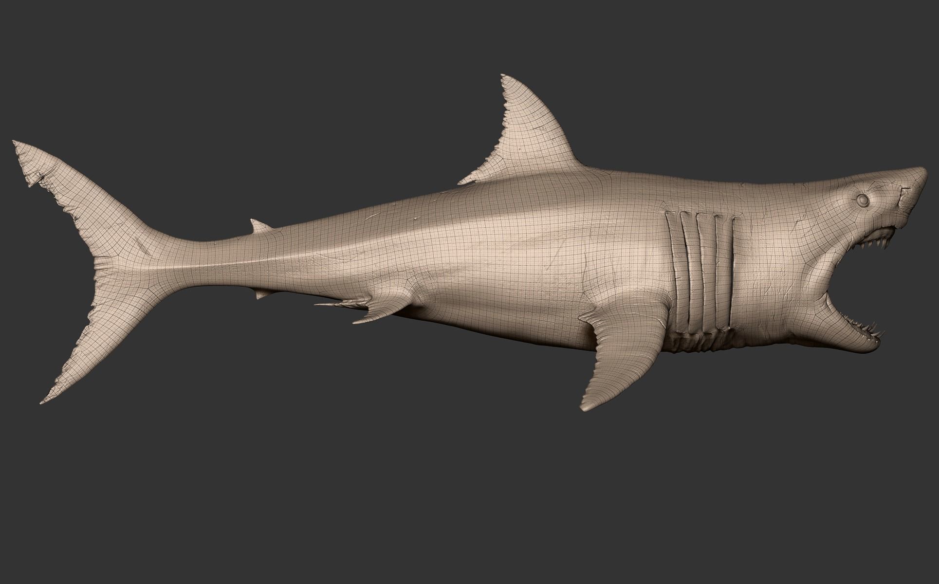 White Shark 3D model_25