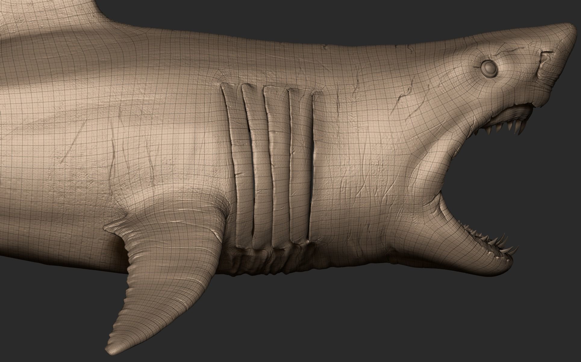 White Shark 3D model_28