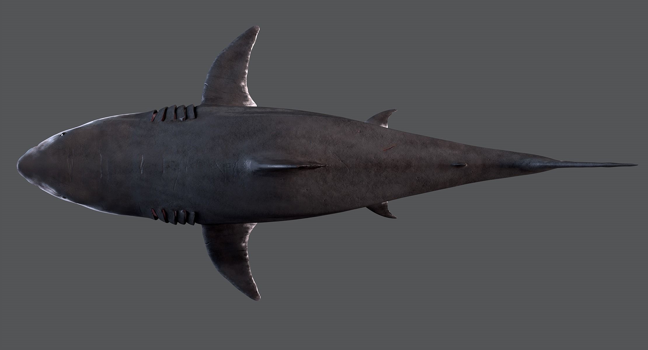 White Shark 3D model_9