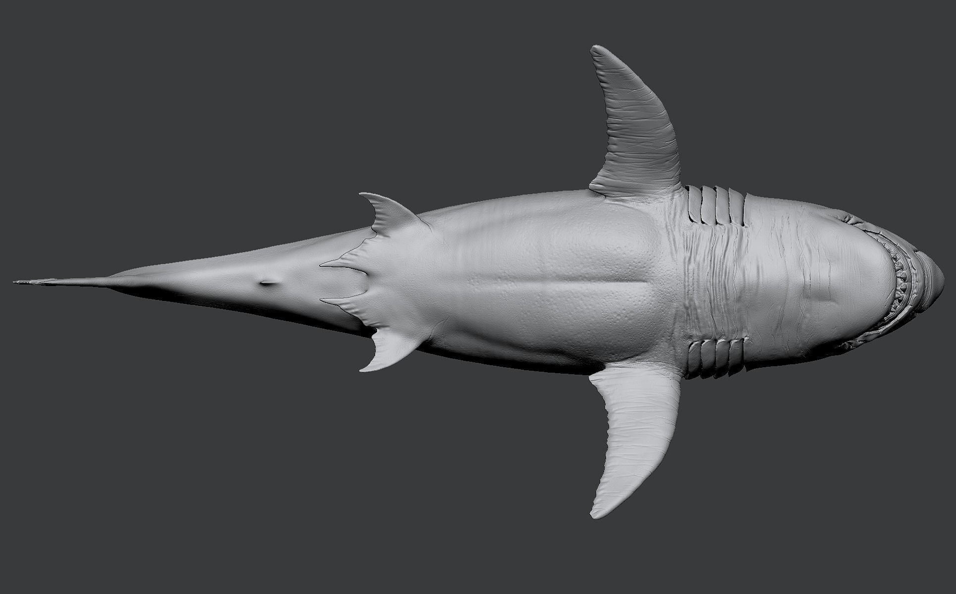 White Shark 3D model_24