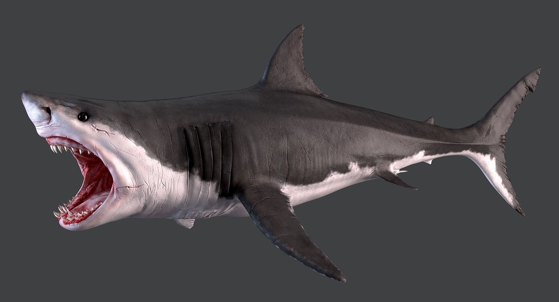 White Shark 3D model_5