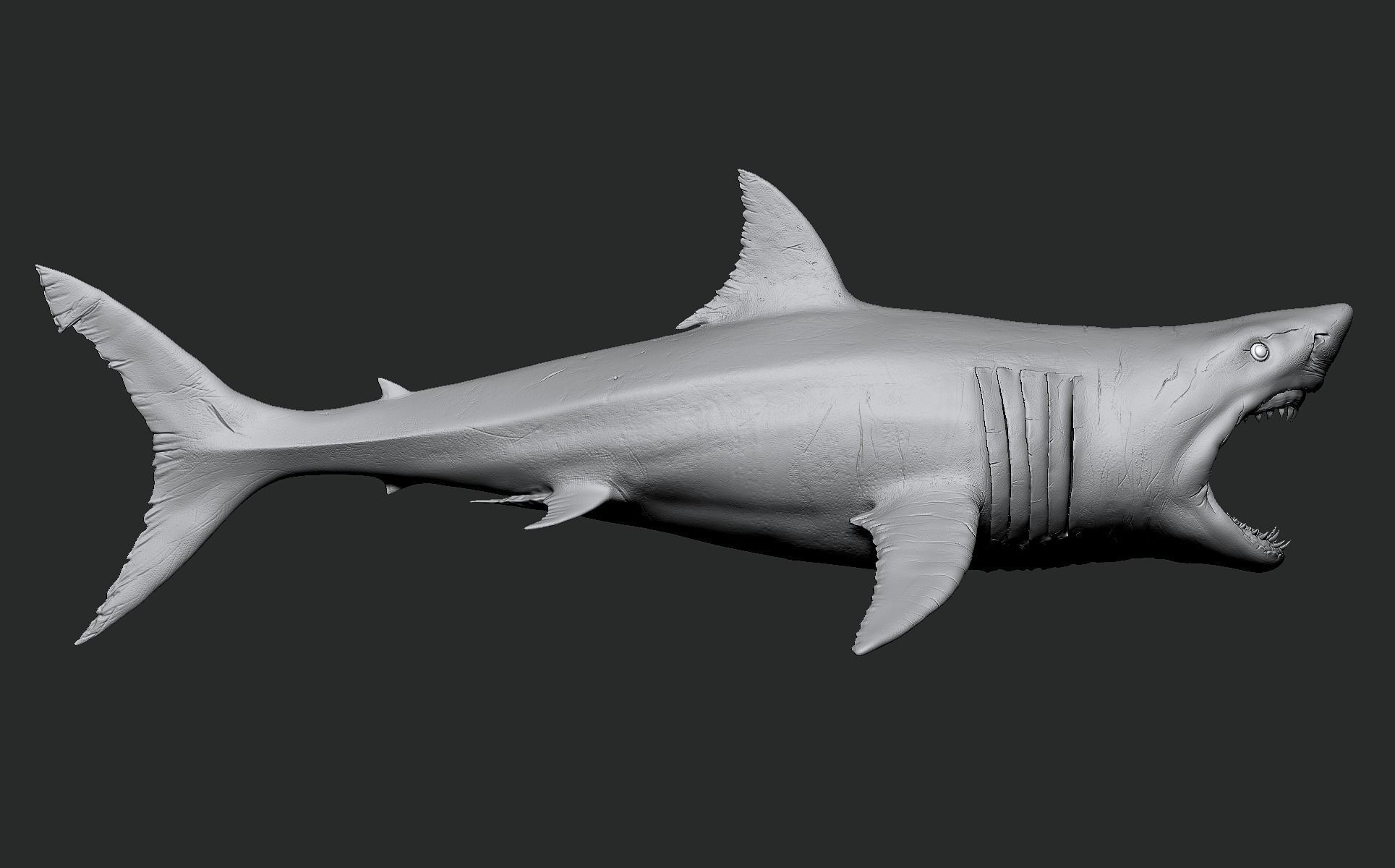 White Shark 3D model_18