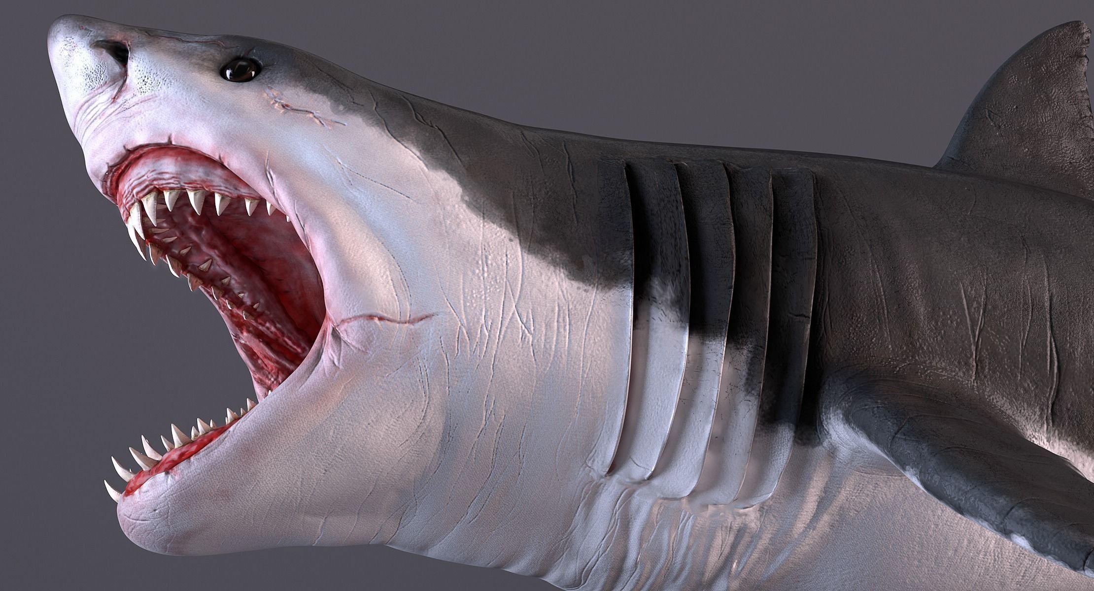 White Shark 3D model_12