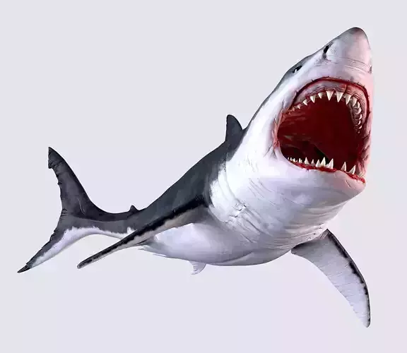 White Shark 3D model