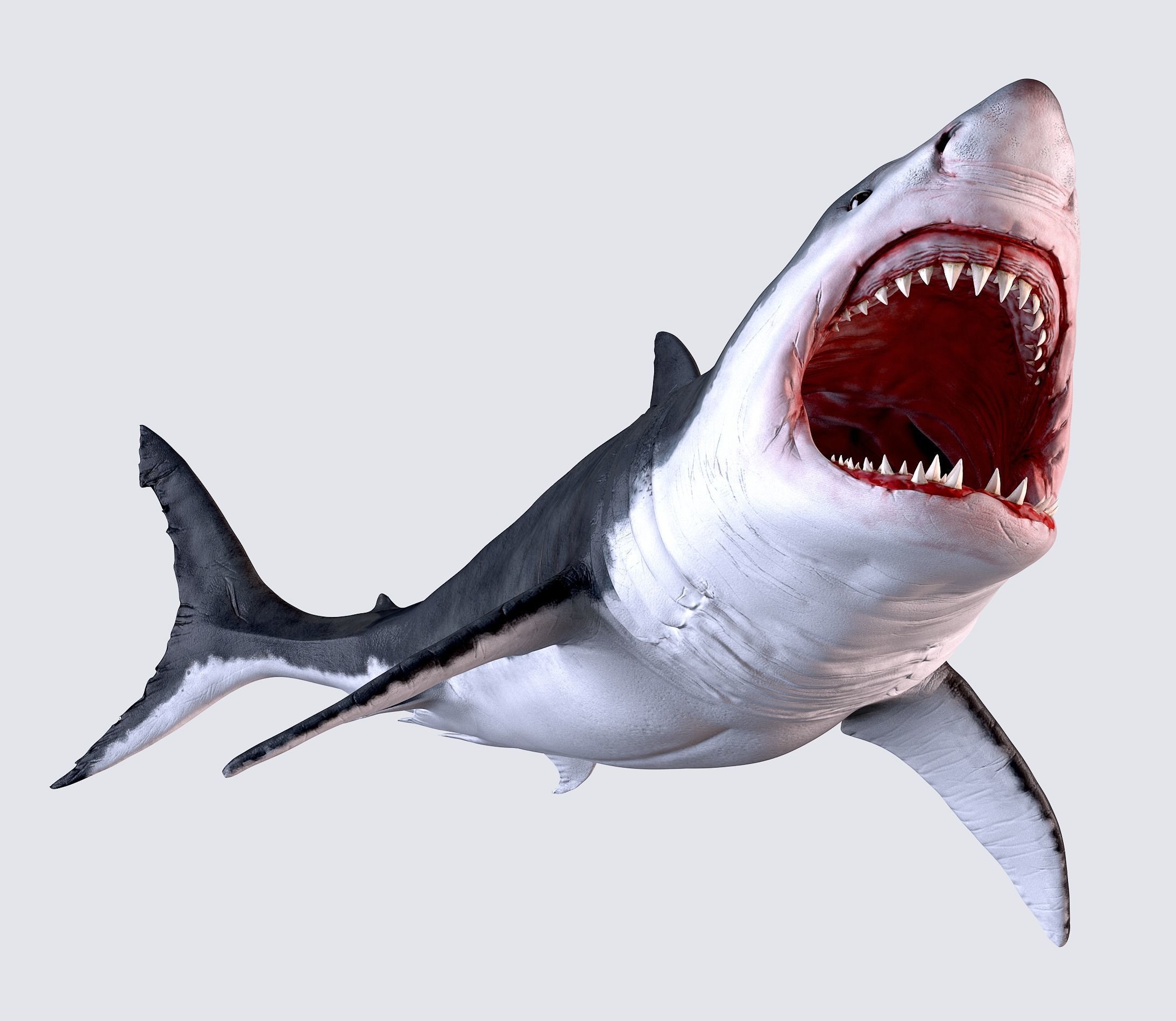 White Shark 3D model_0