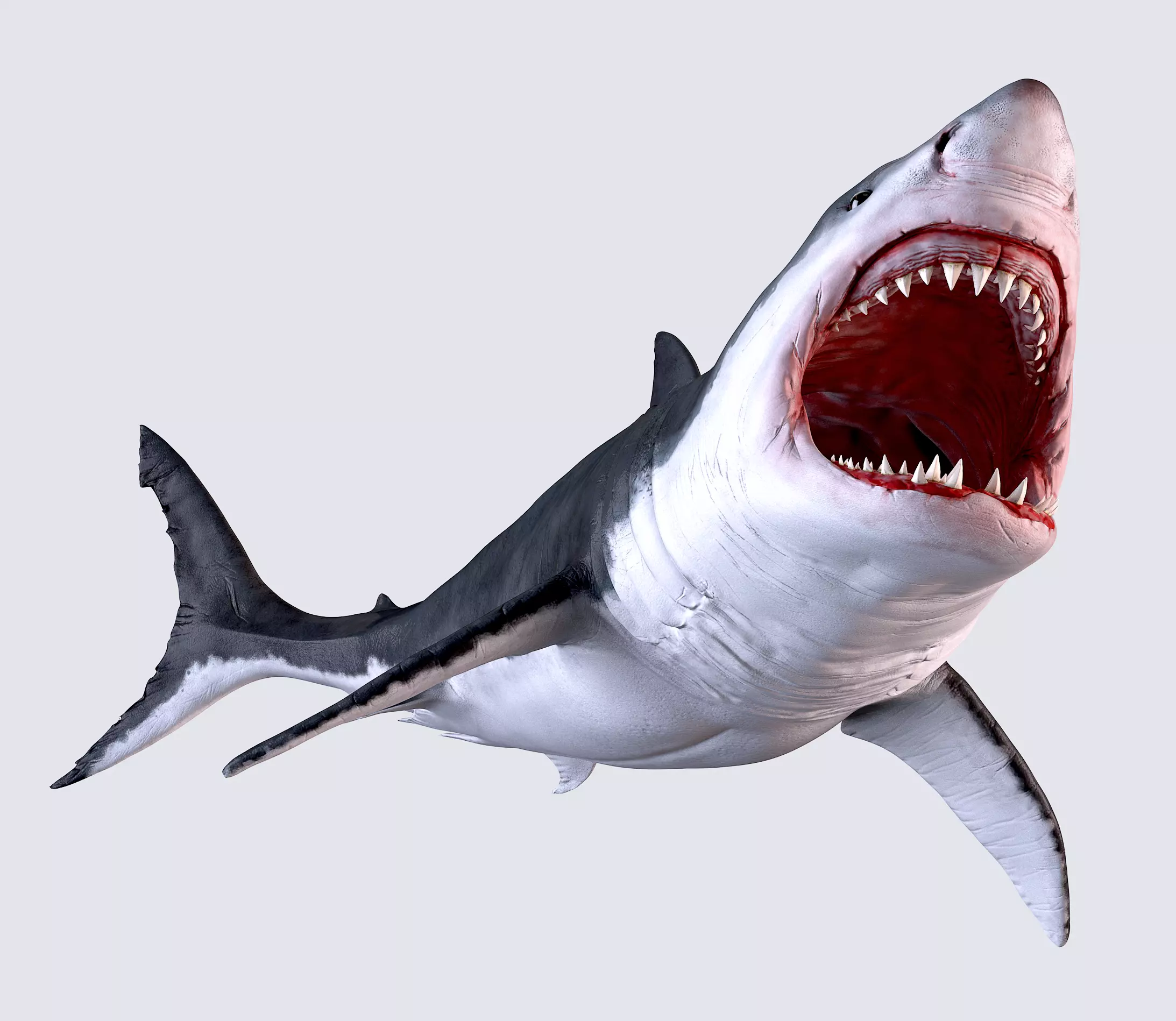 White Shark 3D model_0