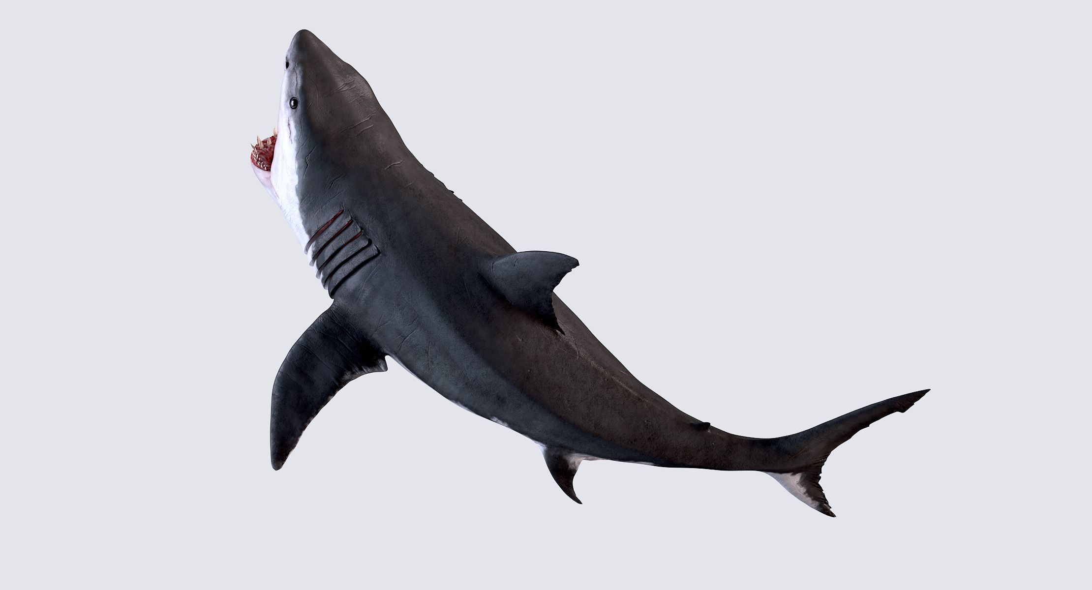 White Shark 3D model_17