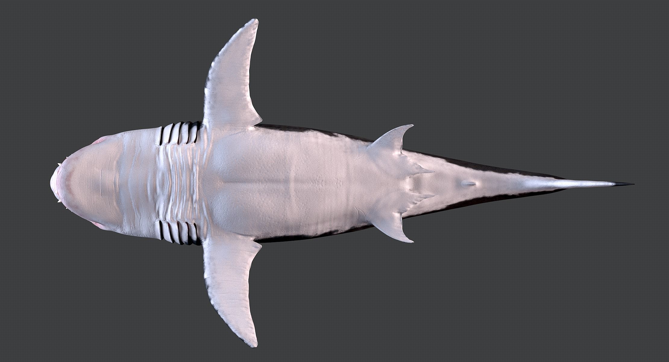 White Shark 3D model_10