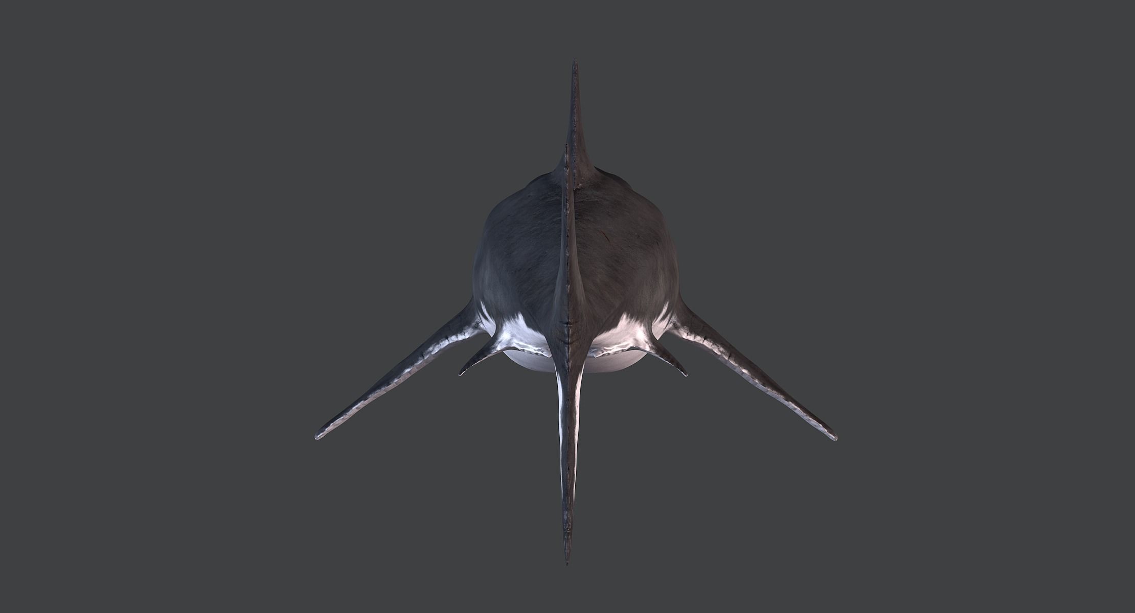 White Shark 3D model_8