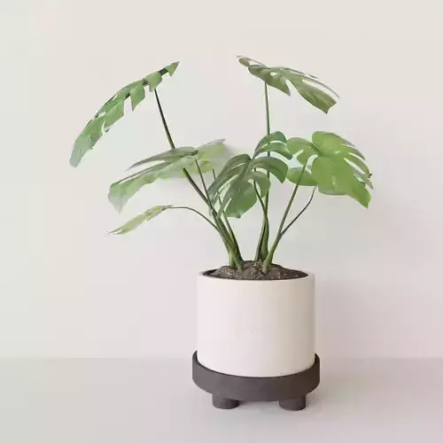 Monster Pot Plant 3D model
