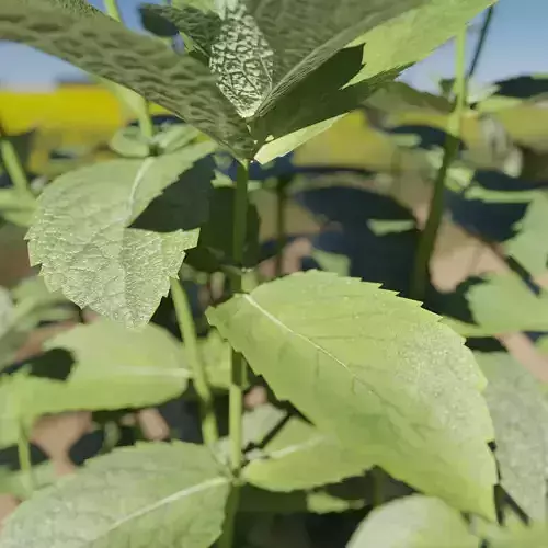 Mint in flowerpot
