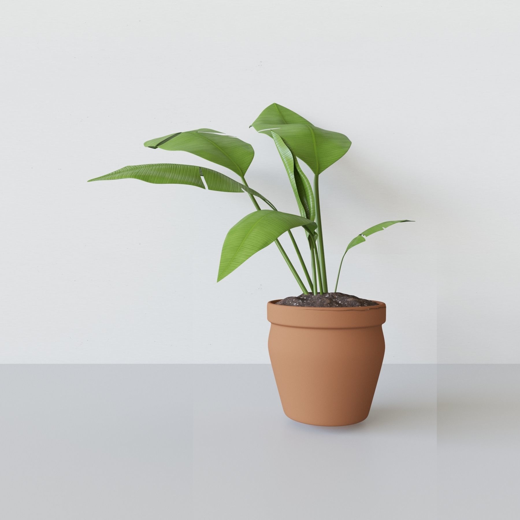 Potted Plant 3D model_2