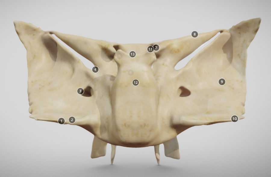 Sphenoid Bone Low-poly 3D model_5