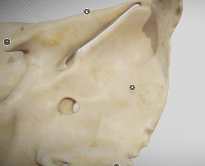 Sphenoid Bone Low-poly 3D model_14