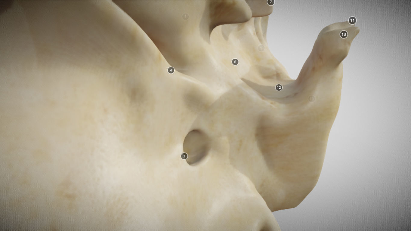 Sphenoid Bone Low-poly 3D model_13