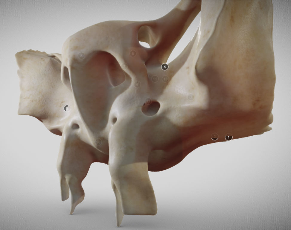 Sphenoid Bone Low-poly 3D model_10
