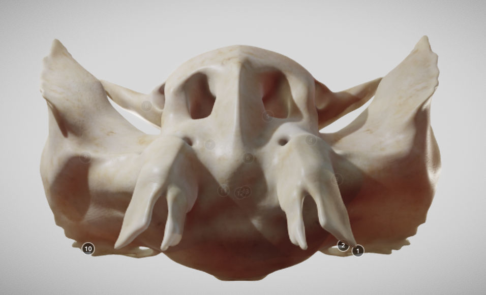 Sphenoid Bone Low-poly 3D model_9