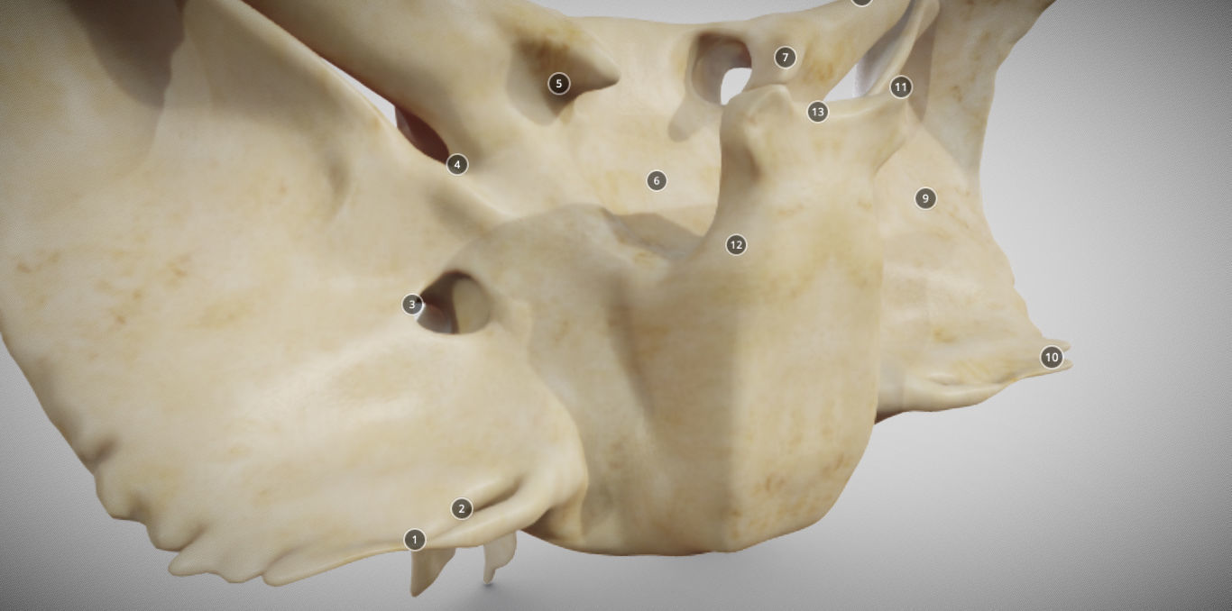 Sphenoid Bone Low-poly 3D model_11