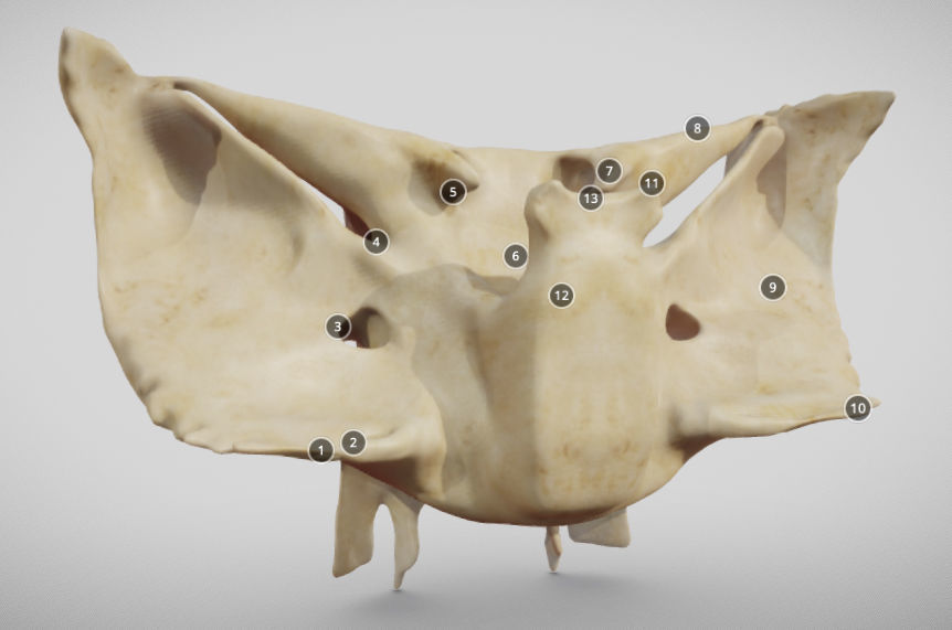Sphenoid Bone Low-poly 3D model_4