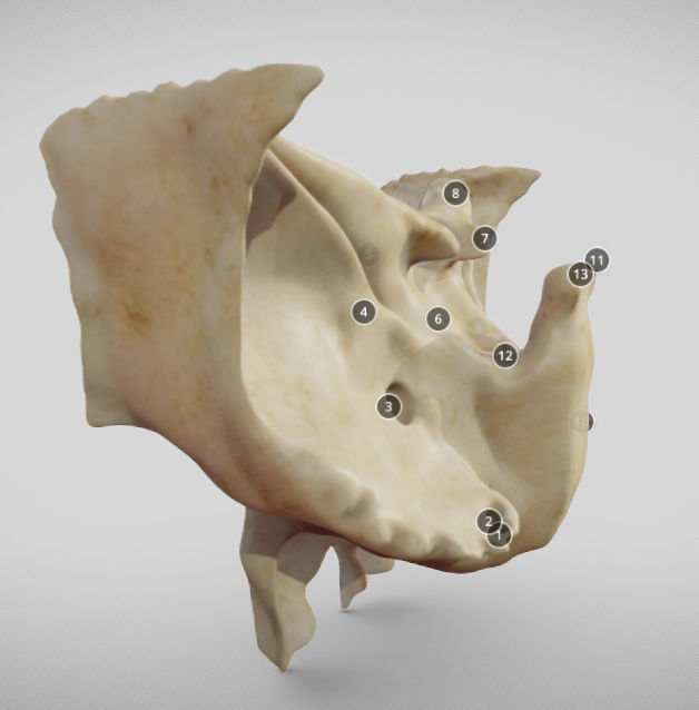Sphenoid Bone Low-poly 3D model_3