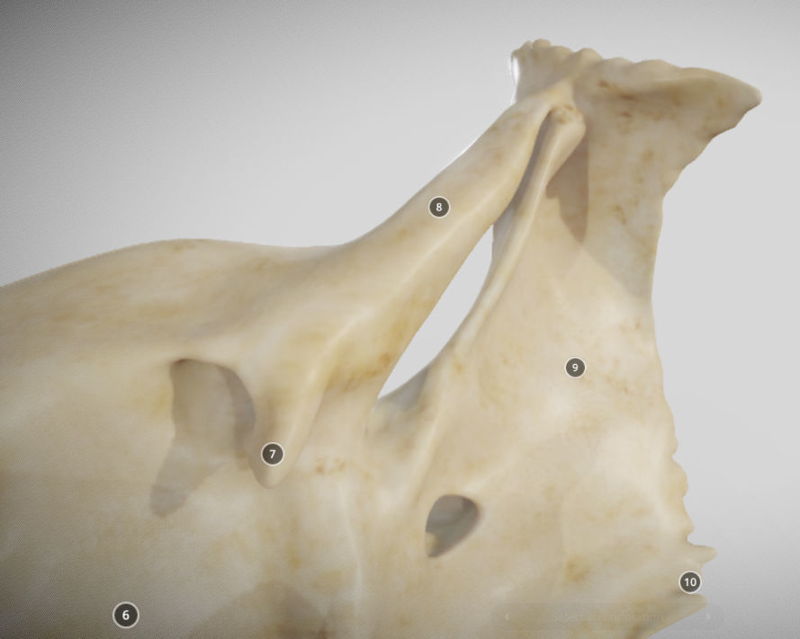 Sphenoid Bone Low-poly 3D model_15
