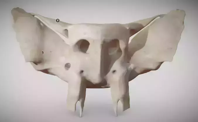 Sphenoid Bone Low-poly 3D model