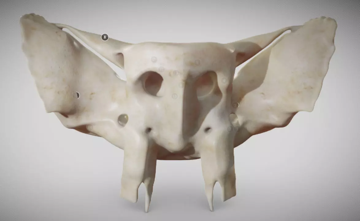Sphenoid Bone Low-poly 3D model_0