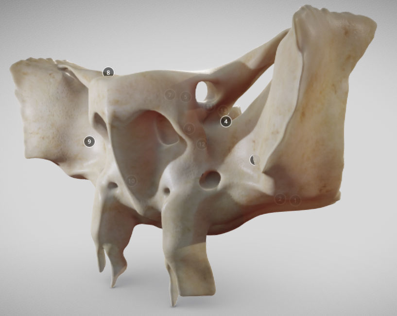 Sphenoid Bone Low-poly 3D model_1