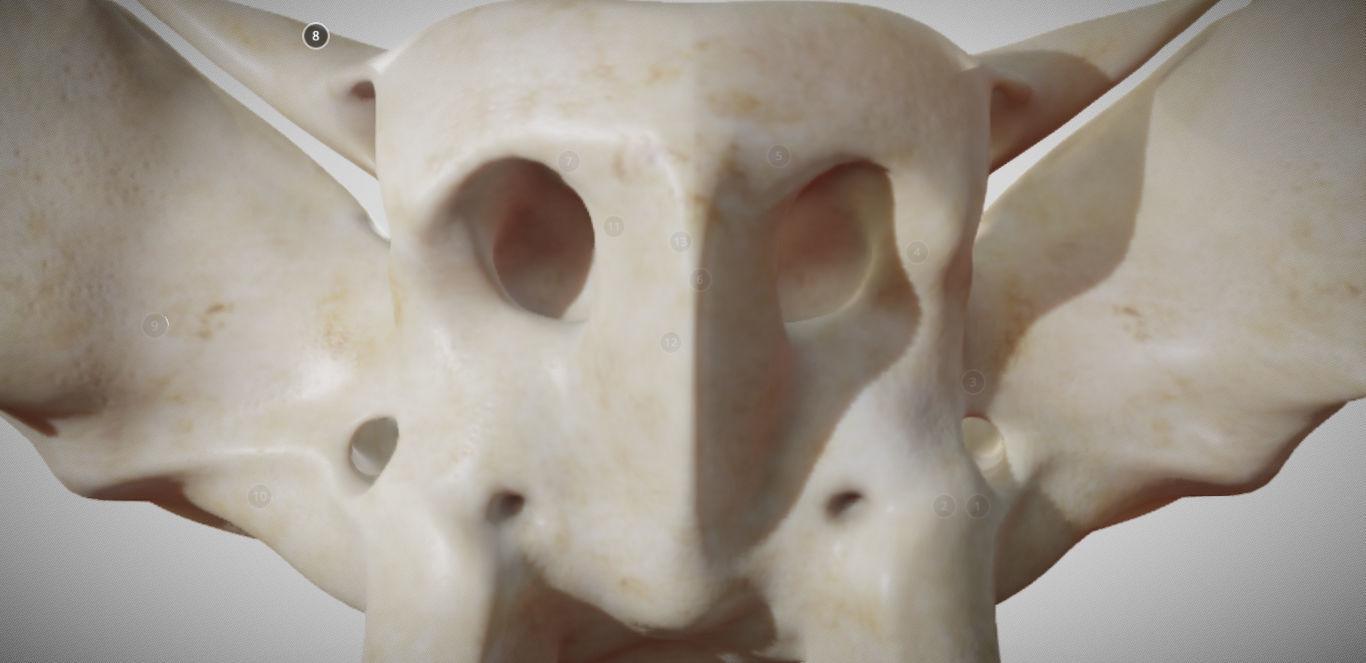 Sphenoid Bone Low-poly 3D model_18