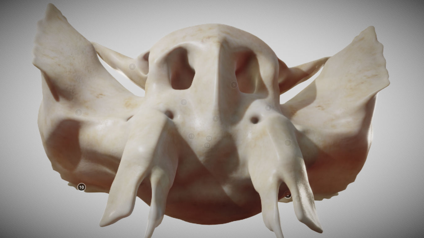 Sphenoid Bone Low-poly 3D model_17