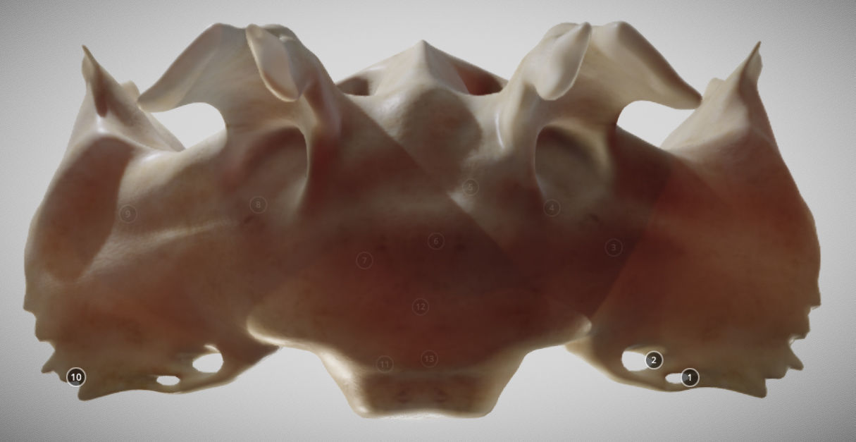 Sphenoid Bone Low-poly 3D model_16