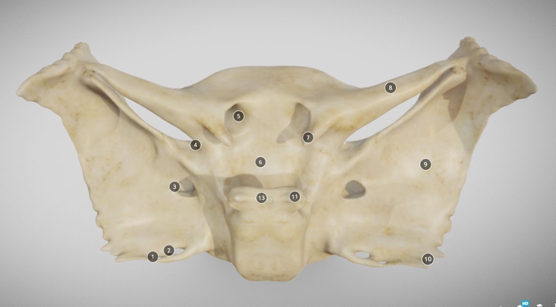 Sphenoid Bone Low-poly 3D model_7
