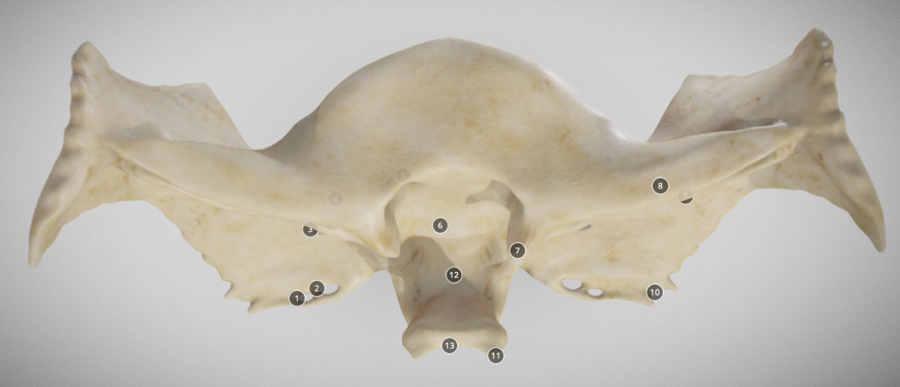 Sphenoid Bone Low-poly 3D model_8