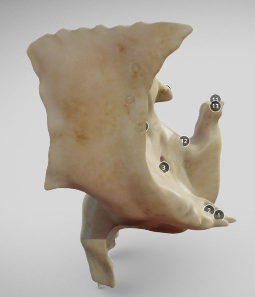 Sphenoid Bone Low-poly 3D model_2