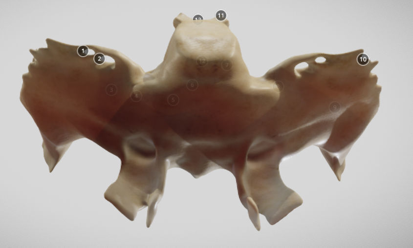Sphenoid Bone Low-poly 3D model_6