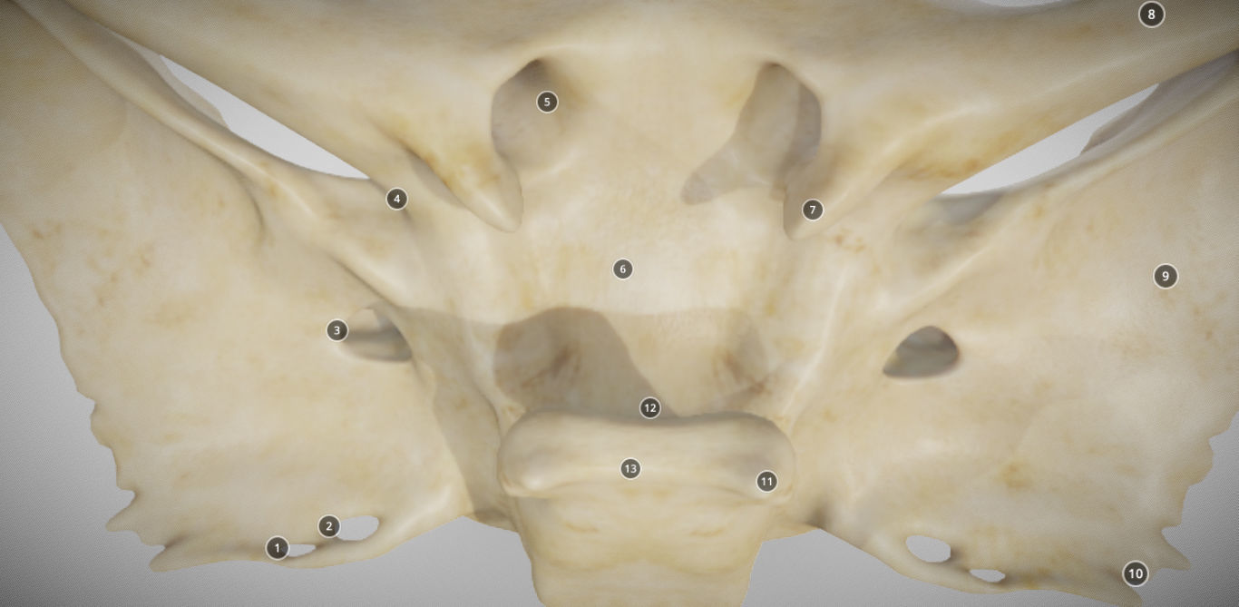 Sphenoid Bone Low-poly 3D model_12