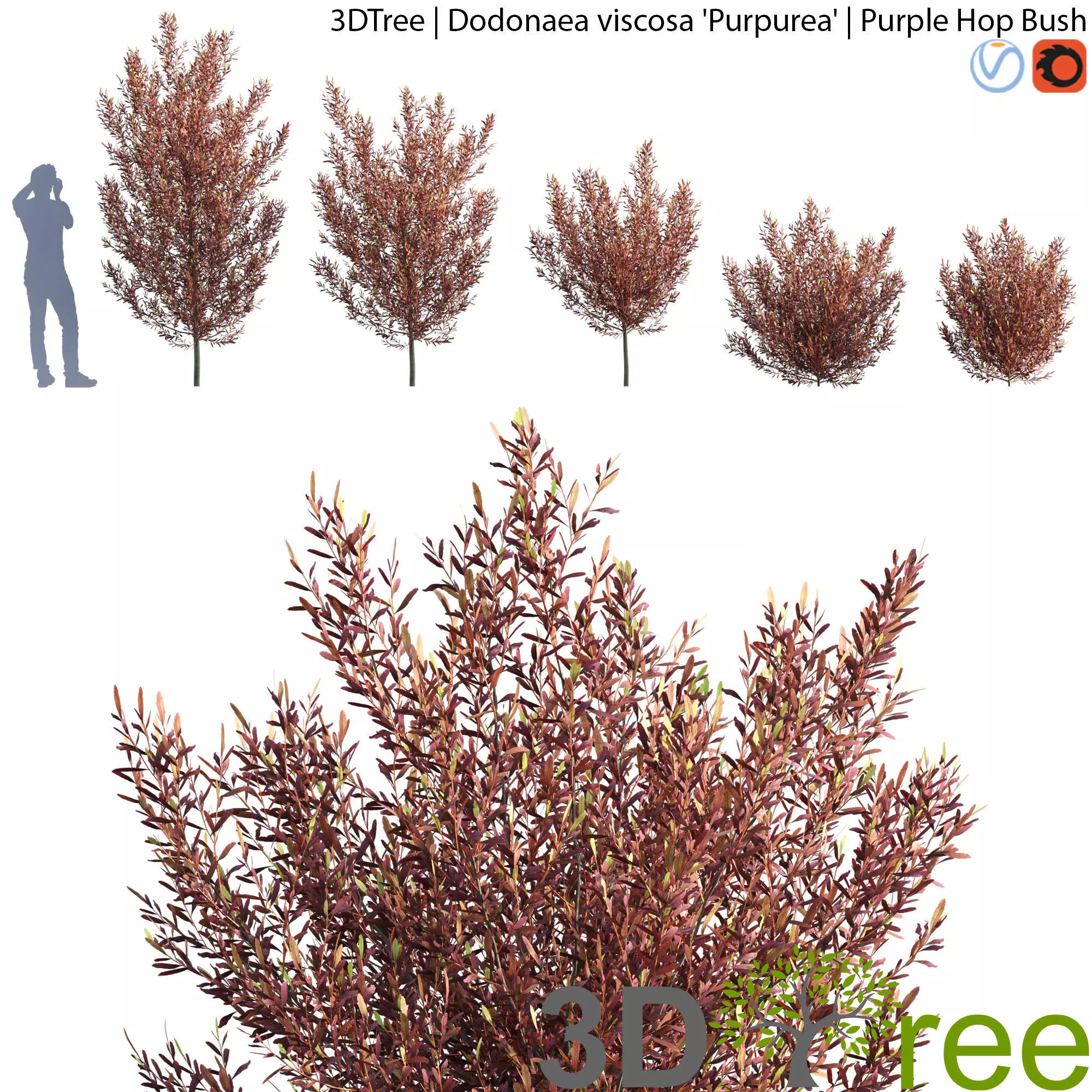 Dodonaea viscosa  -  Purple Hop Bush 3D model_0