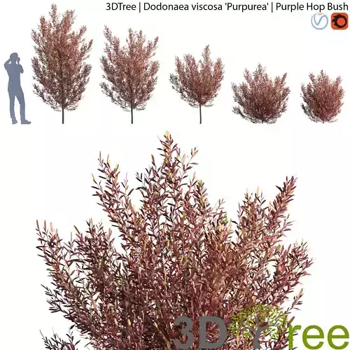 Dodonaea viscosa  -  Purple Hop Bush 3D model