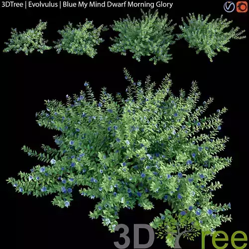 Evolvulus  - Blue My Mind Dwarf Morning Glory 3D model