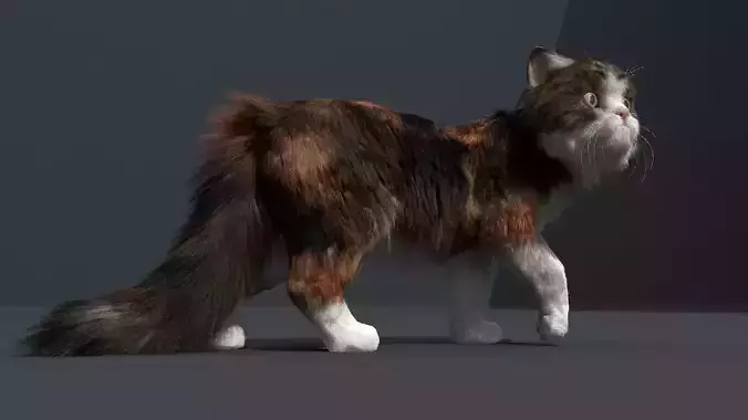 Persian Cat Fur and Animated
