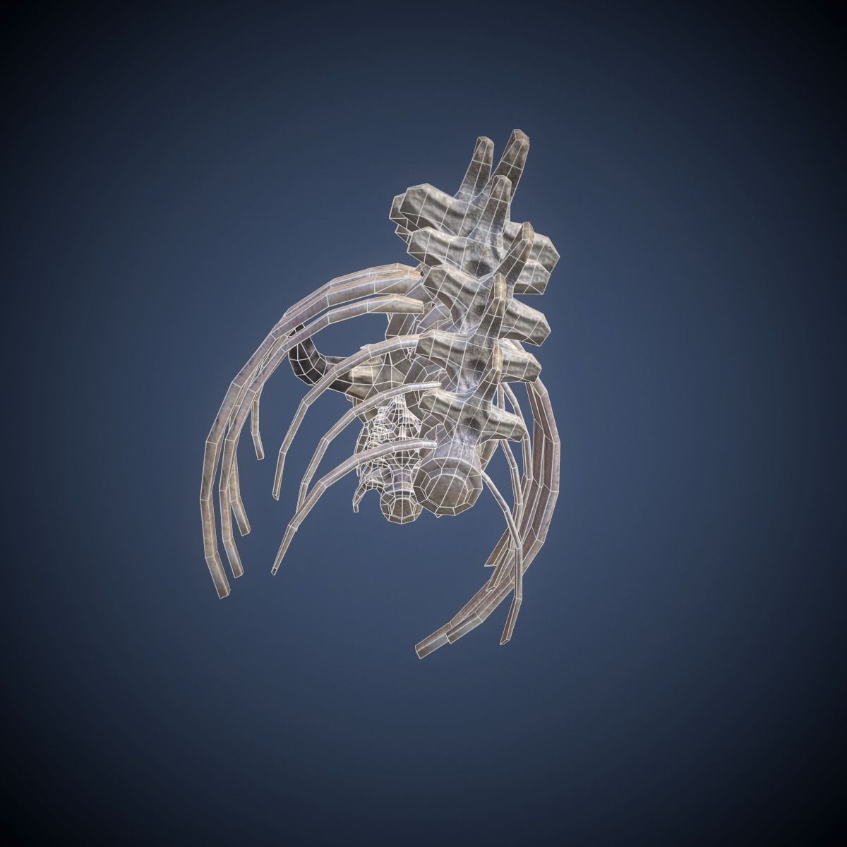 Skeleton dragon Low-poly 3D model_6