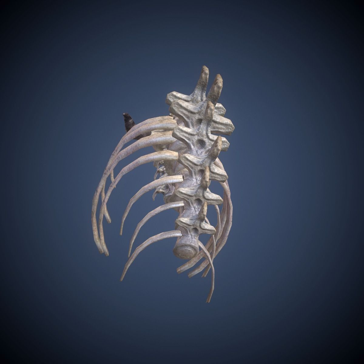 Skeleton dragon Low-poly 3D model_3