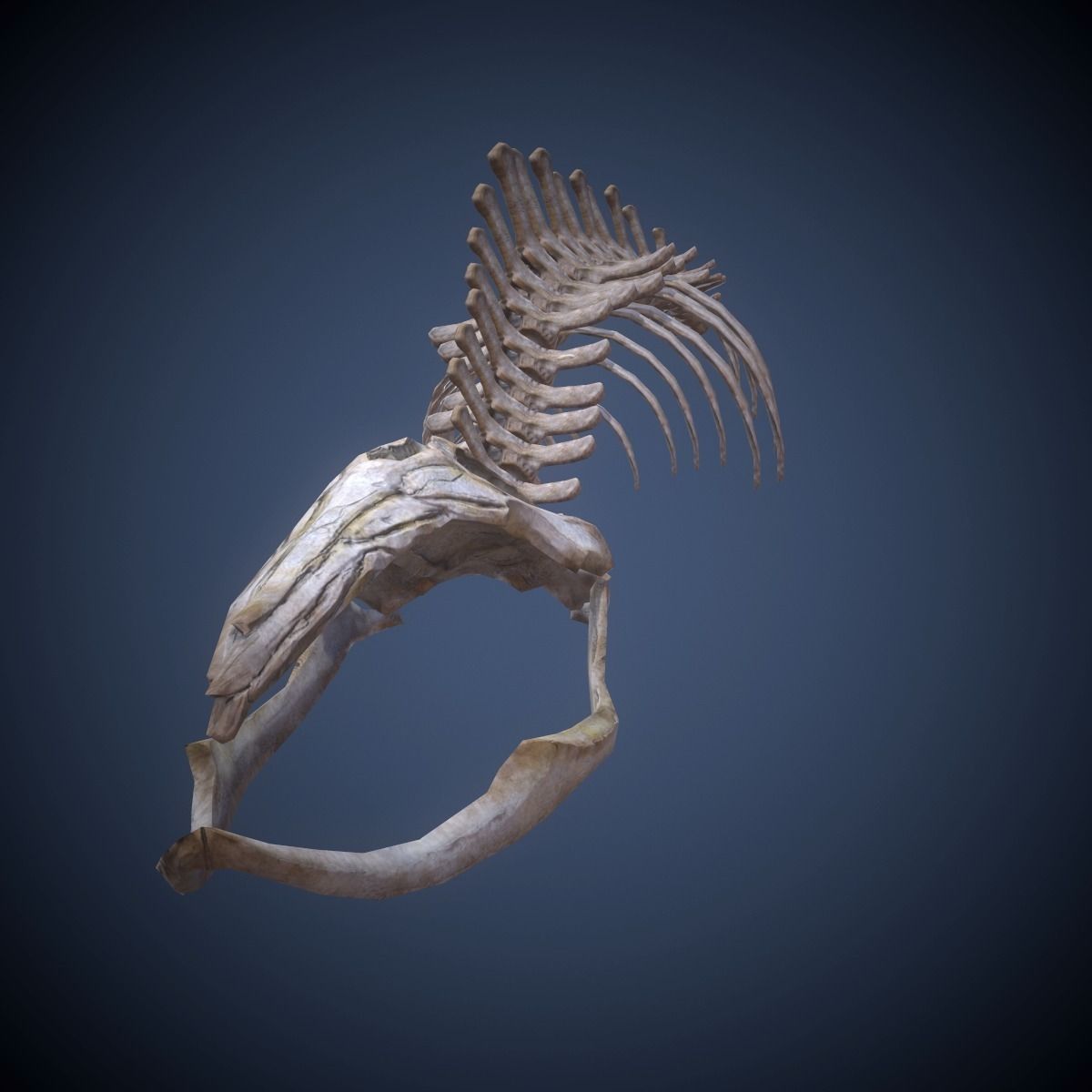 Whale skeleton Low-poly 3D model_4