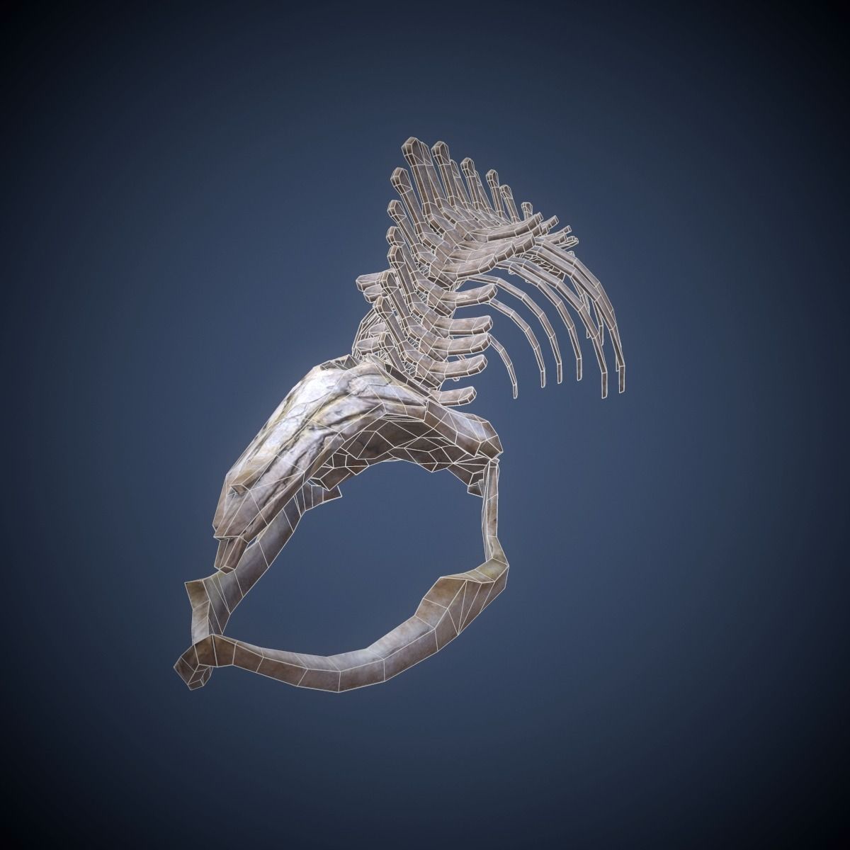 Whale skeleton Low-poly 3D model_1