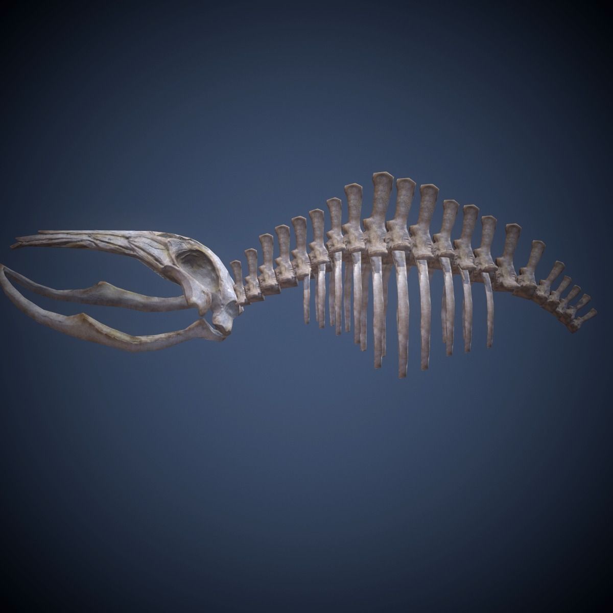 Whale skeleton Low-poly 3D model_2