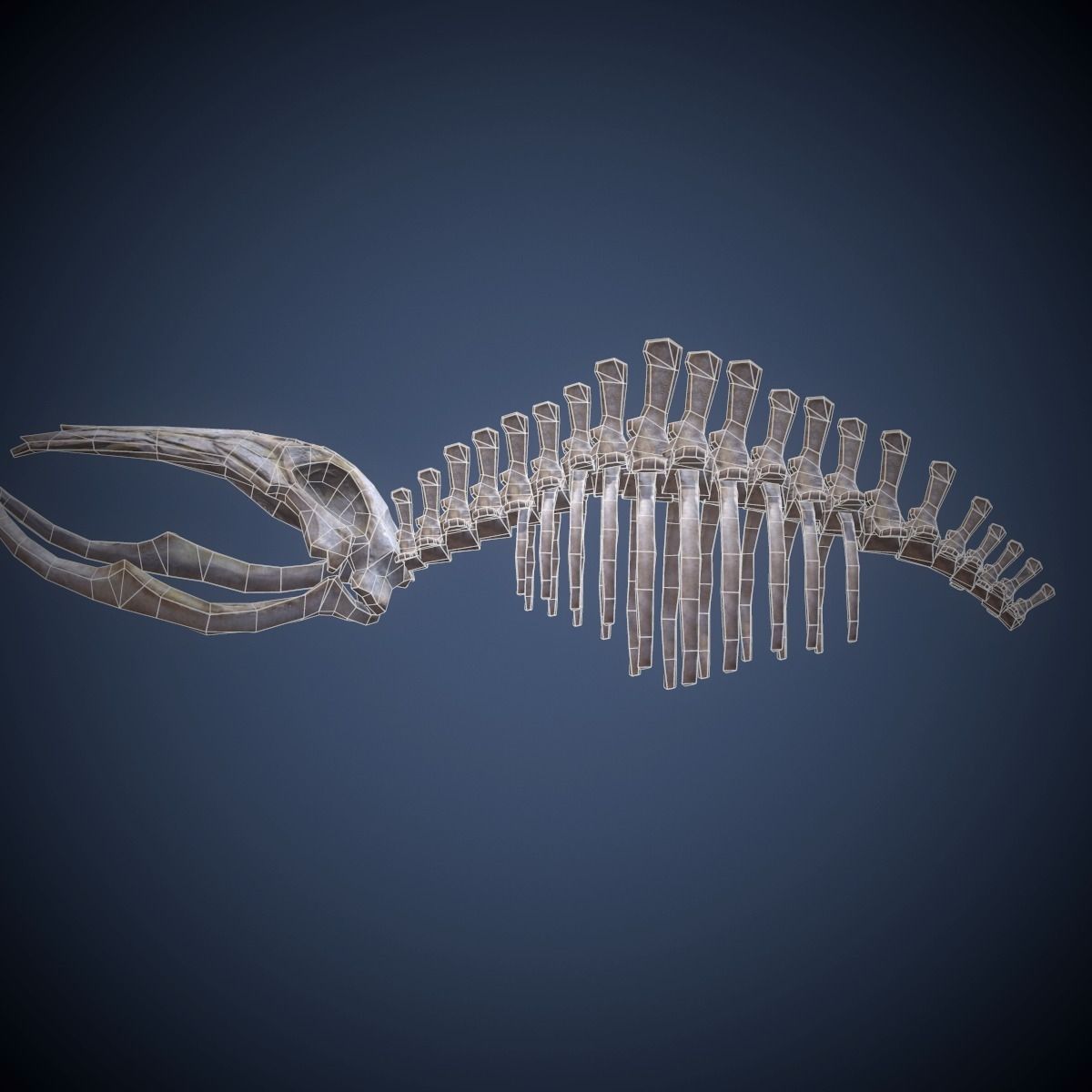 Whale skeleton Low-poly 3D model_5