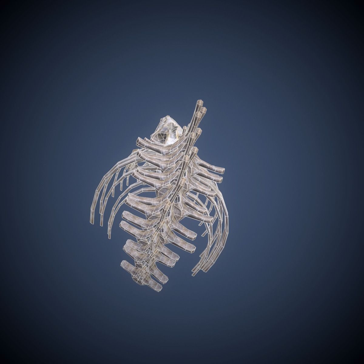 Whale skeleton Low-poly 3D model_6