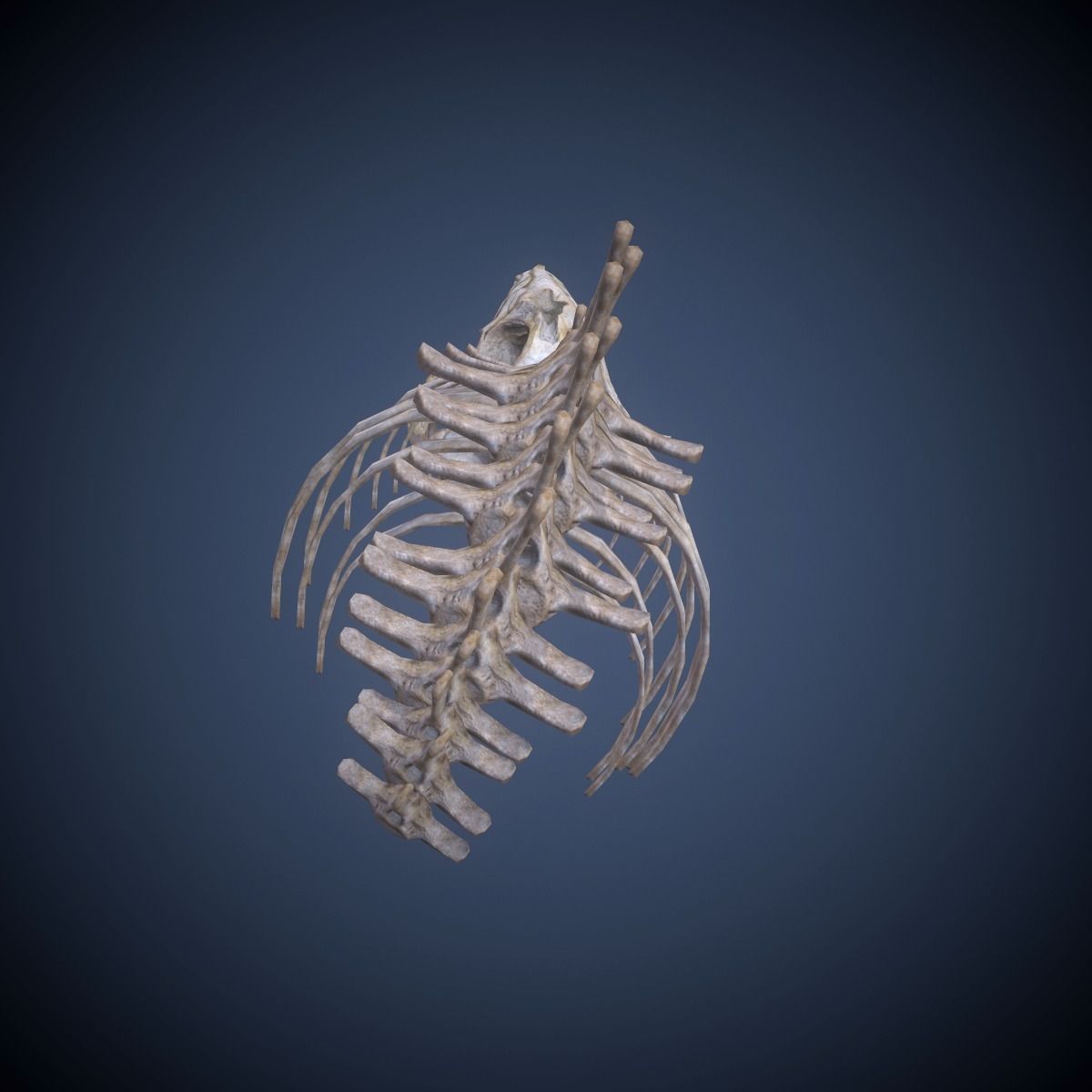 Whale skeleton Low-poly 3D model_3