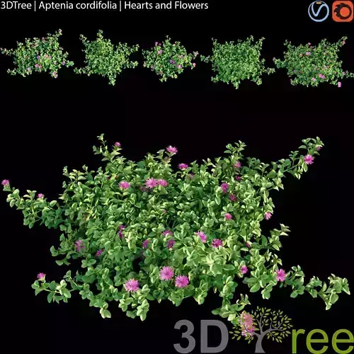 Aptenia cordifolia - Hearts and Flowers